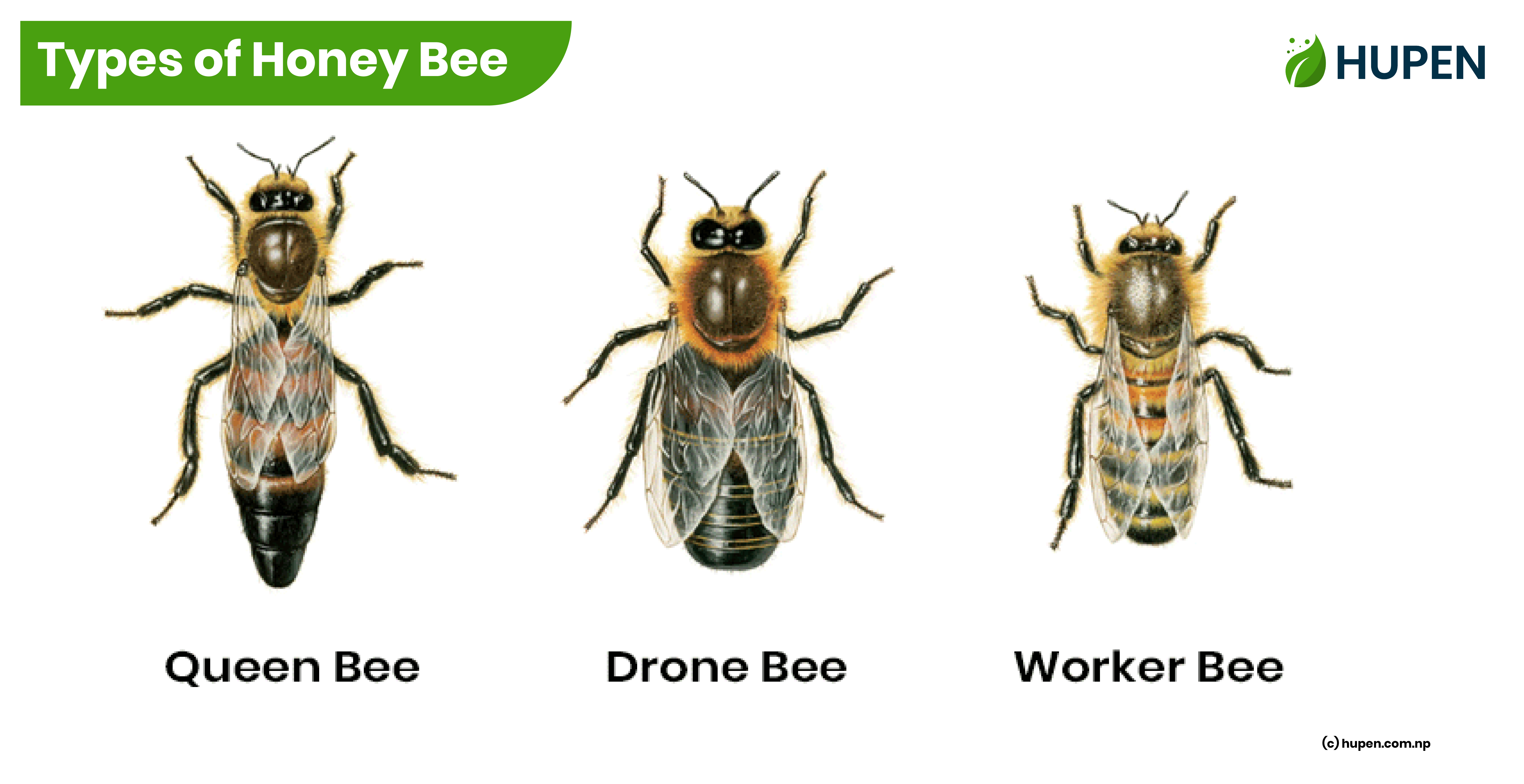 Types of Honey Bee